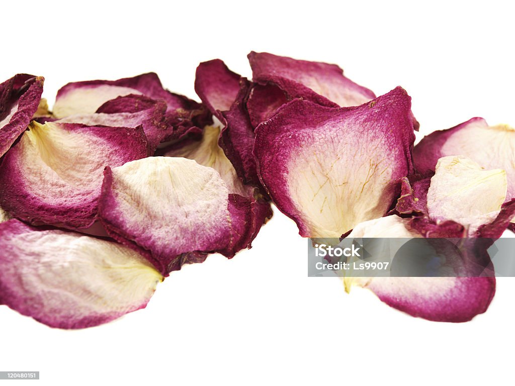 Dry petals  Beauty In Nature Stock Photo