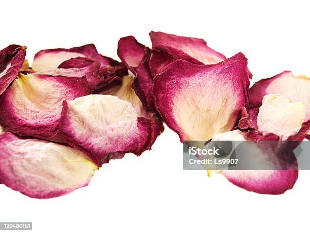 Dry Petals Stock Photo - Download Image Now - Beauty In Nature, Color Image, Cut Out