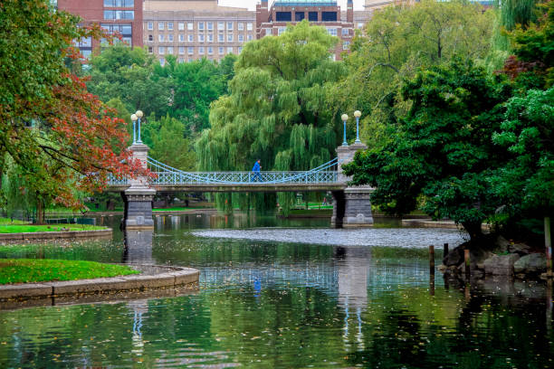 boston, massachusetts: un homme traversant le pont lagoon au boston public garden - boston formal garden bridge park photos et images de collection