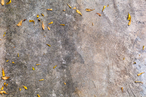 istock Cement floor with little dry leaves background. 1204803521