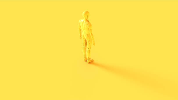 istock Yellow Ecorche Half Skeletal System Half Muscle System Anatomical Model 3 Quarter Rear Right View 1204806398