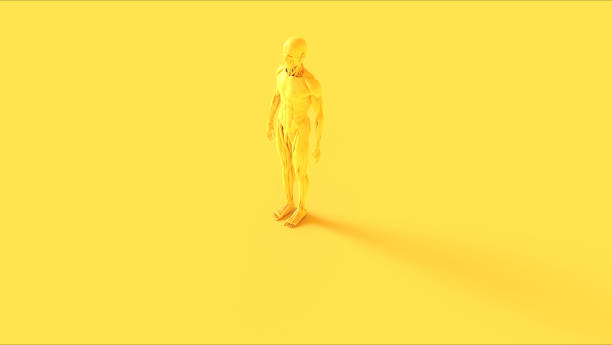 istock Yellow Ecorche Half Skeletal System Half Muscle System Anatomical Model 3 Quarter Front Left View 1204806429