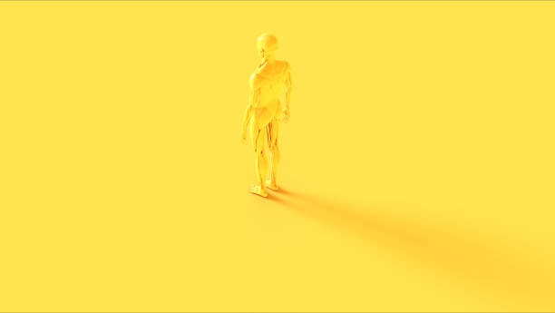Yellow Ecorche Half Skeletal System Half Muscle System Anatomical Model 3 Quarter Rear Left View 3d illustration 3d render