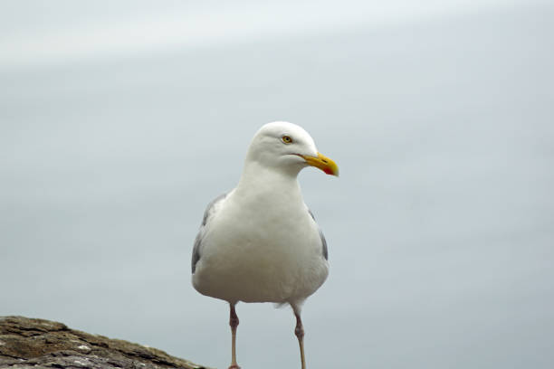 istock gulls  gannets and other seabirds at the Skellig islands 1204806888