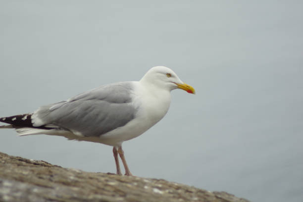 istock gulls  gannets and other seabirds at the Skellig islands 1204807441