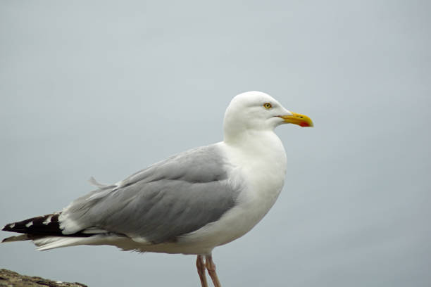 istock gulls  gannets and other seabirds at the Skellig islands 1204807446