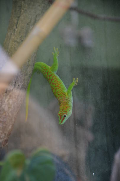istock A bright green Gold Dust Day Gecko 1204810209
