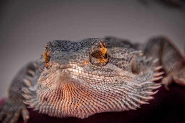 istock Close up of a Bearded Drangon 1204811329