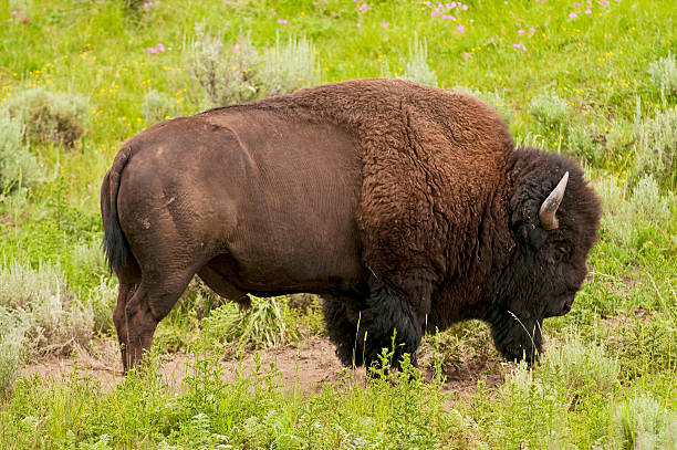 istock iconic bison in Yellowstone 120481169