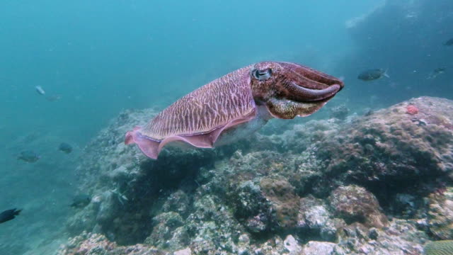 Cuttlefish (Sepia pharaonis) swimming underwater 4k footage