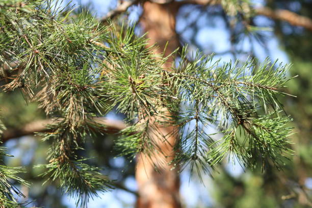 istock trees and green grass in a summer forest 1204812186