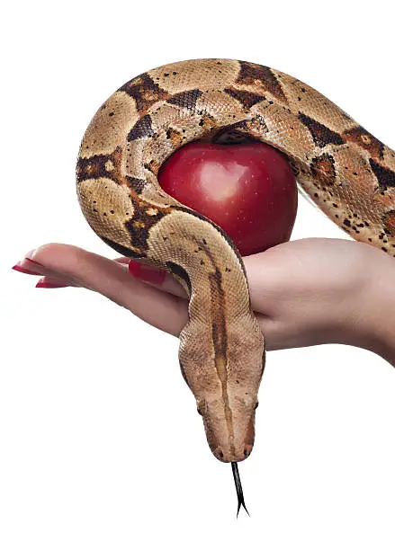 Female holding apple and snake, photographed over white background.
[url=file_closeup.php?id=15954311][img]file_thumbview_approve.php?size=1&id=15954311[/img][/url] [url=file_closeup.php?id=13030113][img]file_thumbview_approve.php?size=1&id=13030113[/img][/url] [url=file_closeup.php?id=16113715][img]file_thumbview_approve.php?size=1&id=16113715[/img][/url] [url=file_closeup.php?id=16113724][img]file_thumbview_approve.php?size=1&id=16113724[/img][/url] [url=file_closeup.php?id=16113820][img]file_thumbview_approve.php?size=1&id=16113820[/img][/url] [url=file_closeup.php?id=16113829][img]file_thumbview_approve.php?size=1&id=16113829[/img][/url] [url=file_closeup.php?id=16113845][img]file_thumbview_approve.php?size=1&id=16113845[/img][/url] [url=file_closeup.php?id=16216331][img]file_thumbview_approve.php?size=1&id=16216331[/img][/url] [url=file_closeup.php?id=16236289][img]file_thumbview_approve.php?size=1&id=16236289[/img][/url] [url=file_closeup.php?id=16236293][img]file_thumbview_approve.php?size=1&id=16236293[/img][/url]