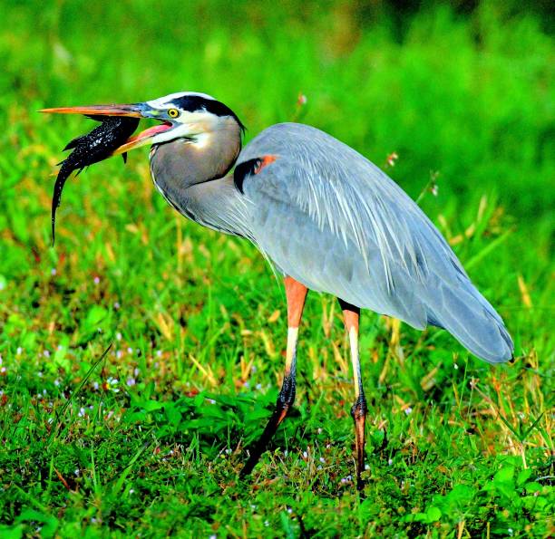 istock Birds of the Everglades finding and eating catfish 1204813921