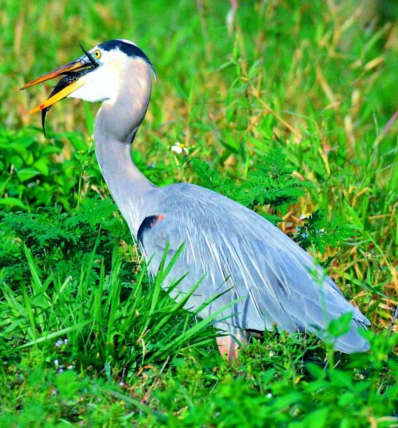 istock Birds of the Everglades finding and eating catfish 1204813930