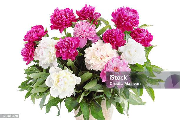 Pfingstrose Stockfoto und mehr Bilder von Blumenbouqet - Blumenbouqet, Pfingstrose, Rot