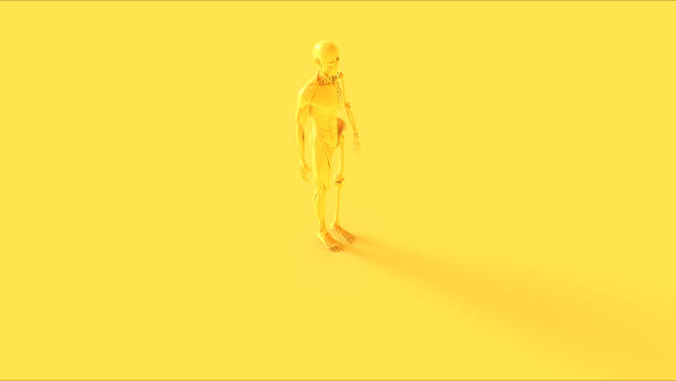 istock Yellow Ecorche System Anatomical Model 3 Quarter Front Right View 1204815447