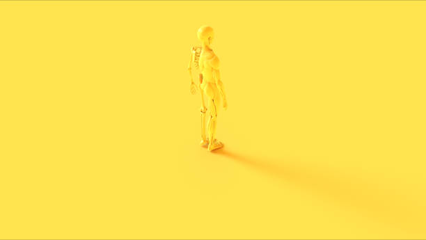 istock Yellow Ecorche System Anatomical Model 3 Quarter Rear Right View 1204815481