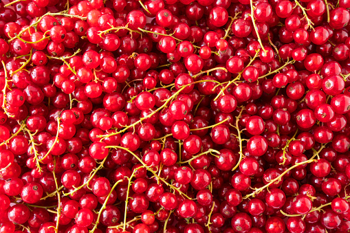 Background of red currants. Fresh red berries closeup. Top view. Background of fresh berries. Various fresh summer fruits. Red food.