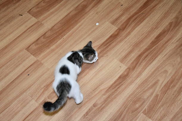 istock Little and sweet cat playing. 1204816949