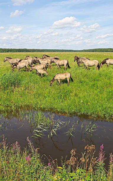 istock Group of wild horses. 120481725