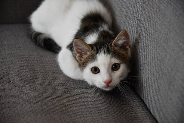 istock Little and sweet cat playing. 1204817555