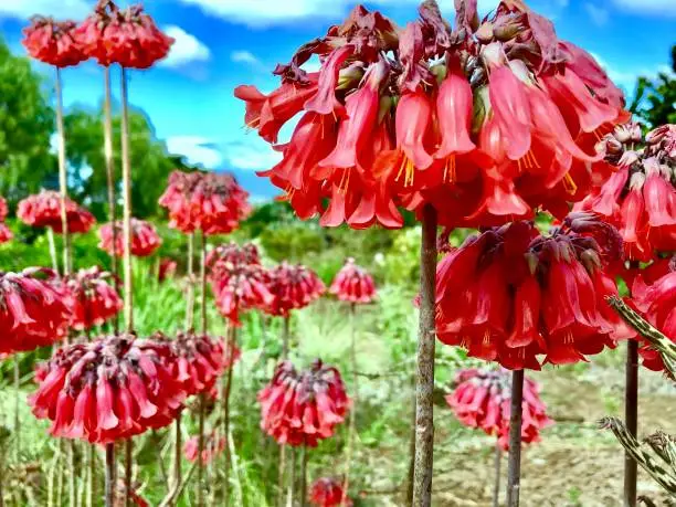 Also known as: mother-of-millions, common mother of millions, chandelier plant, Christmas bells, mission bells, mother of millions, pregnant plant. Sunny sky with a few clouds.