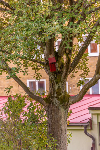 istock A red birdhouse hanging in a tree by a house. 1204821545