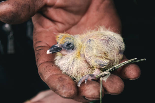 istock Nestling on hand of man 1204821750