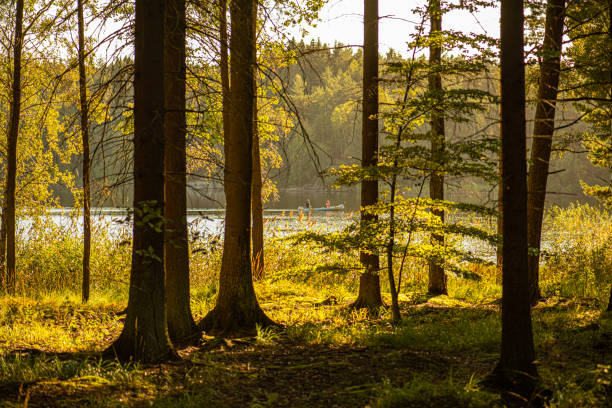 istock A canoe passing on a lake behind some trees. 1204821936