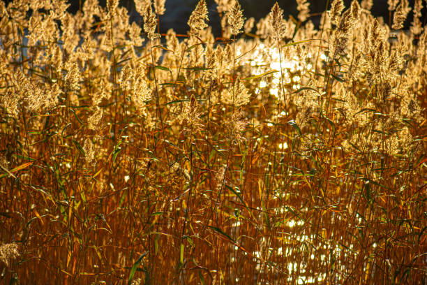 istock Reflections of autumn sun behind reeds. 1204822165