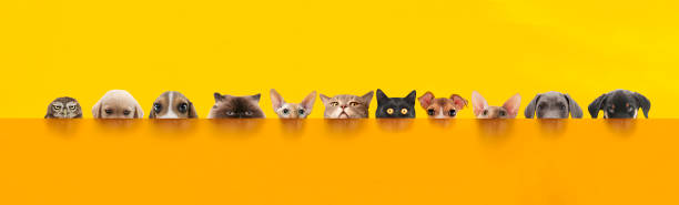 Different animals behind the orange color desk.