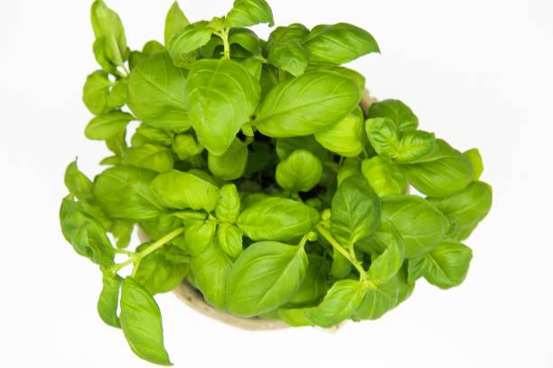 istock High angle view on isoalted basil plant, white background 1204823959