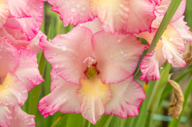 istock Pink gladiolus, raindrops on flower. Spring Garden with gladiolus. 1204824517