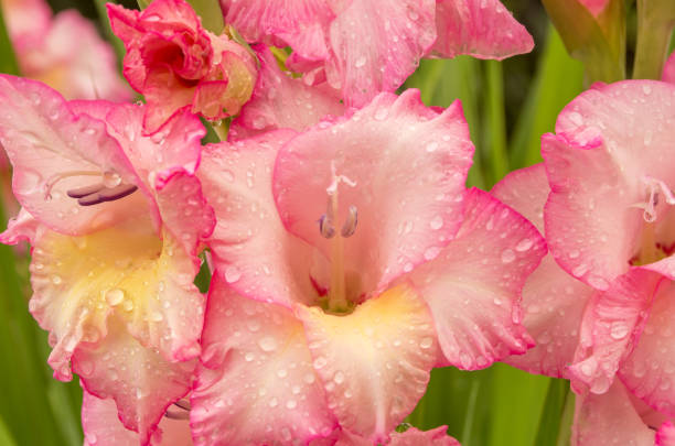 istock Pink gladiolus, raindrops on flower. Spring Garden with gladiolus. 1204824575