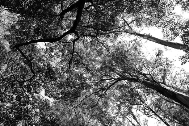 istock Treetops in contrast to the sky. 1204824924