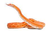 Orange, spotted, scaleless corn snake sticking out tongue