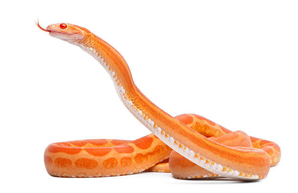 Orange, spotted, scaleless corn snake sticking out tongue Scaleless Corn Snake, Pantherophis Guttatus, in front of white background. snake photos stock pictures, royalty-free photos & images
