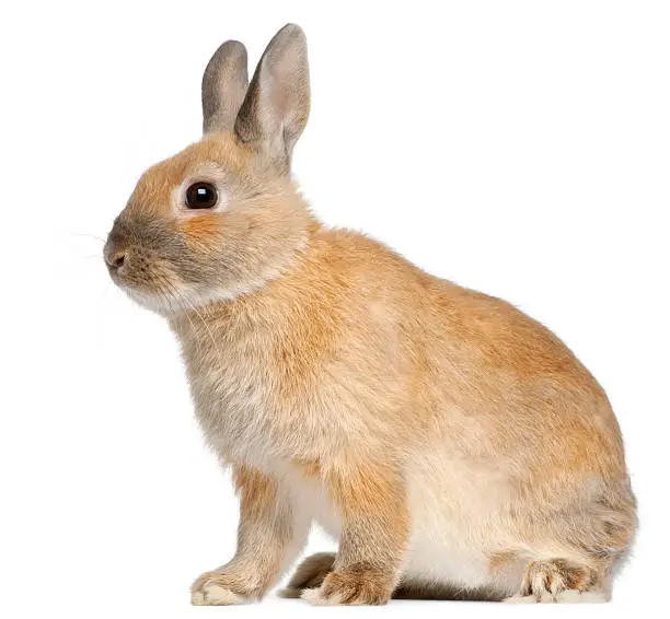 Photo of Side view of Dwarf rabbit, 6 months old, white background.