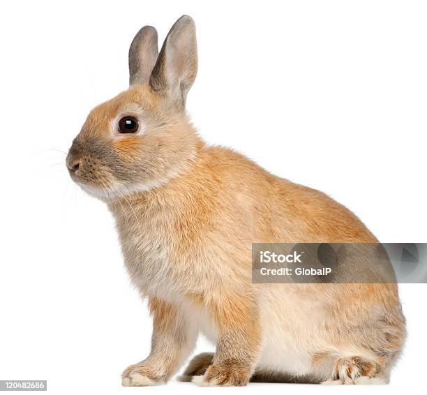 Вид Сбоку Карликовый Кролик 6 Месяцев Белом Фоне — стоковые фотографии и другие картинки Карликовый вислоухий кролик
