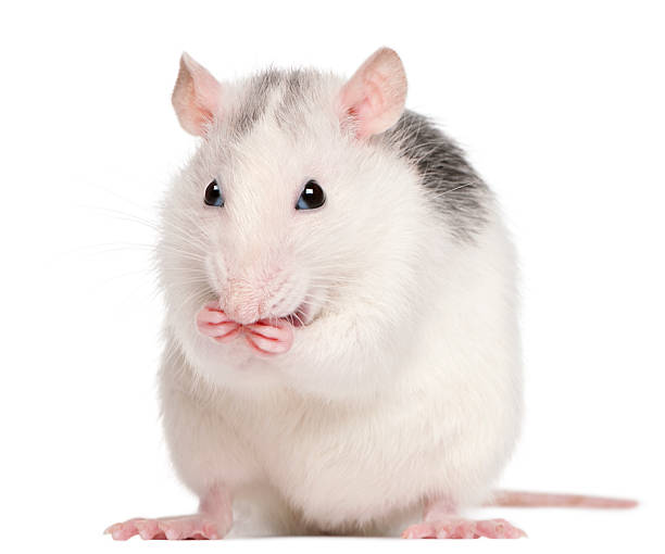istock Front view of Husky rat, 12 months old, white background. 120482714