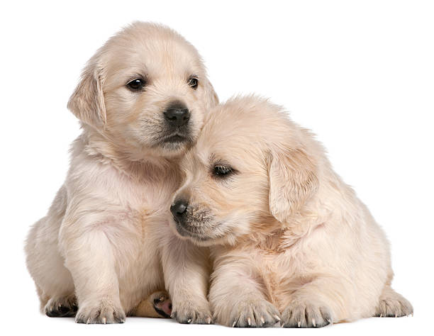 istock Golden Retriever puppies, 4 weeks old, white background. 120482754