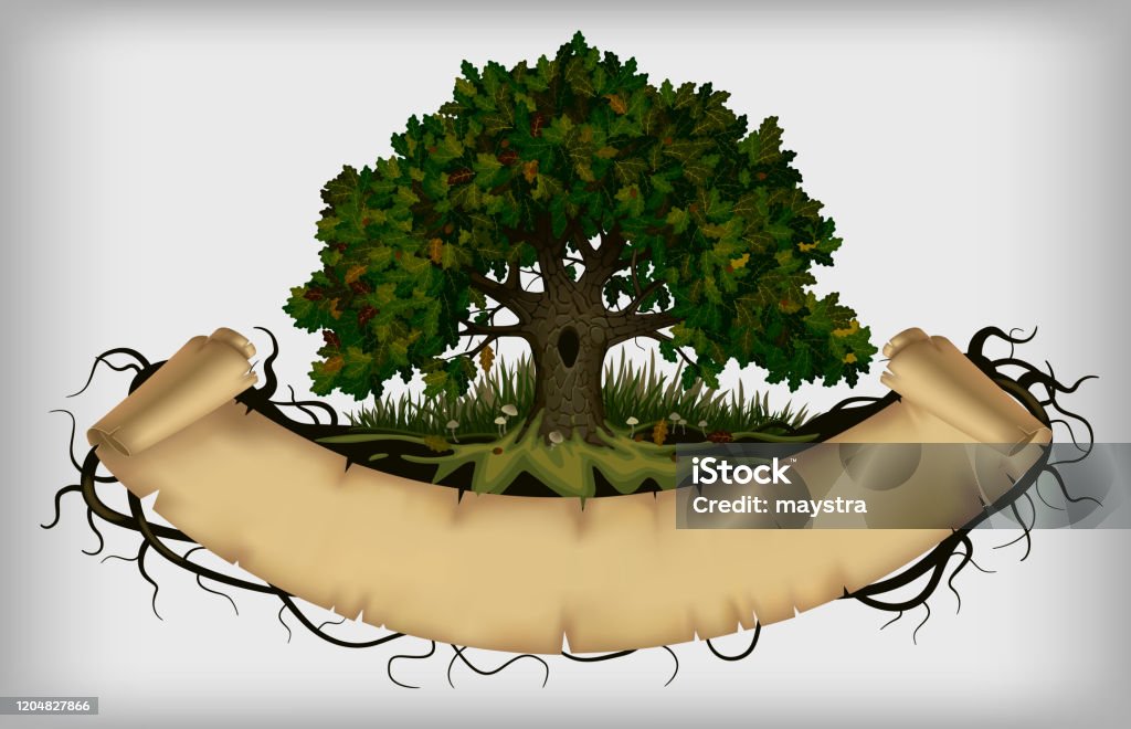 Tree Roots Banner Oak Tree With Roots And Old Parchment Banner Stock Illustration ...