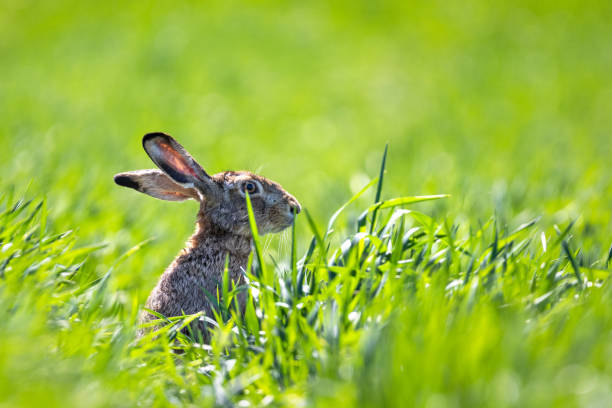 Hare, brown hare in field 6 Hare, brown hare in field 6, green grass tularemia stock pictures, royalty-free photos & images