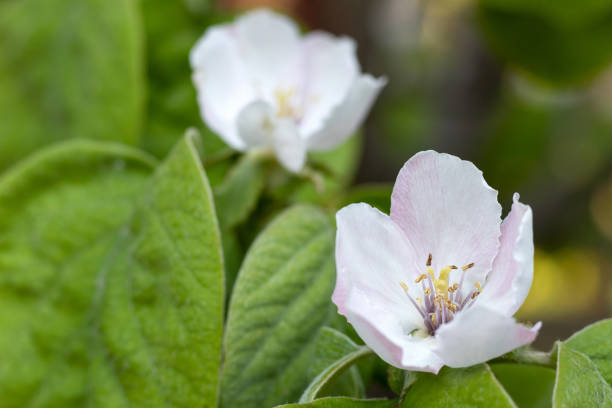 istock Quince flowers, blossoms with leaves, landscape format 1204828498
