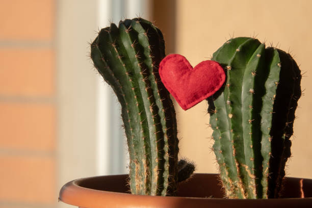 istock Red heart shape in a green cactus and bokeh 1204828575