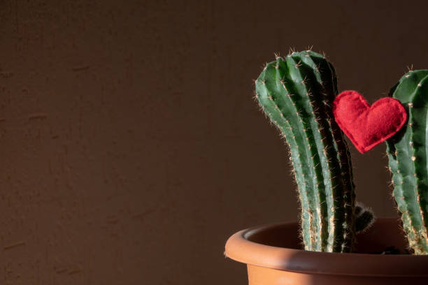 istock Red heart shape in a green cactus and bokeh 1204828644