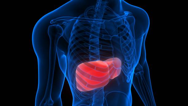 istock Liver a Part of Human Digestive System Anatomy X-ray 3D rendering 1204828713