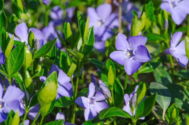 Pervinca Del Madagascar (Catharanthus Roseus) - Visione Curativa