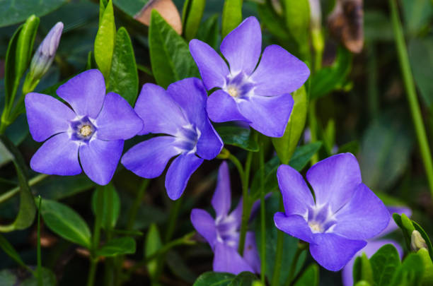 istock Little delicate flowers of periwinkle for background 1204831882
