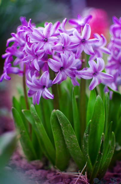 hyacinth spring flower